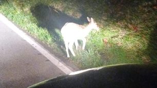 Il daino ferito recuperato dalla Polizia provinciale a Meda