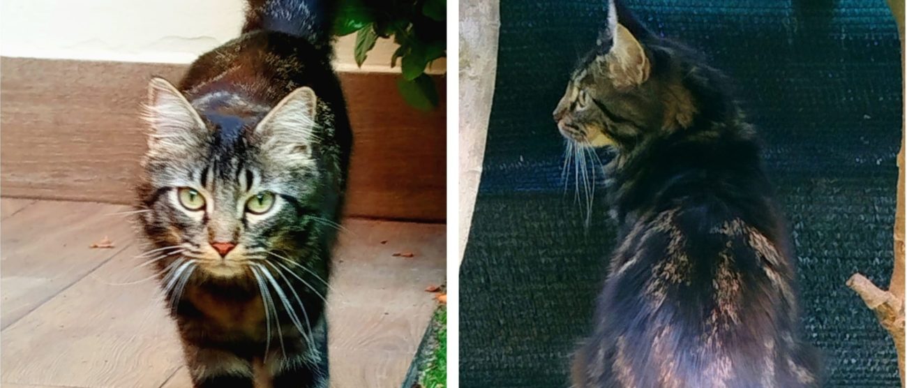 Seregno 2025 Cani e Mici per Amici gatto ricerca