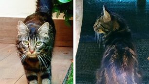 Seregno 2025 Cani e Mici per Amici gatto ricerca