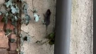 Carate Brianza topi Villa Cusani