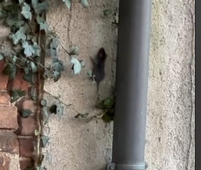 Carate Brianza topi Villa Cusani