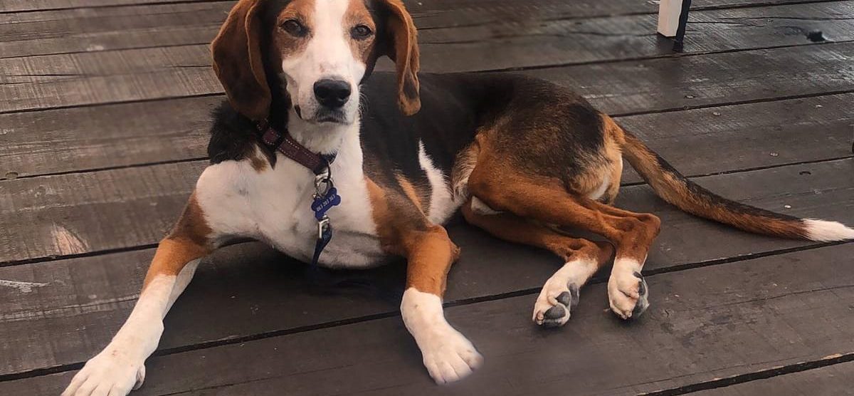 Charlie, il cane salvato e accudito a Lentate