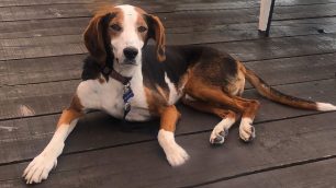 Charlie, il cane salvato e accudito a Lentate