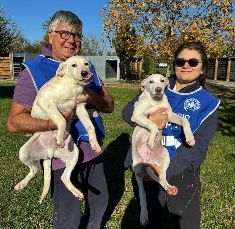 Cuccioli salvati Enpa Monza i due cani maschi
