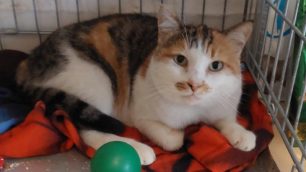 La gatta Camilla (ex Victoria)