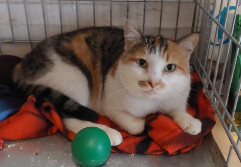 La gatta Camilla (ex Victoria)