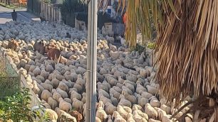 Limbiate gregge pastore