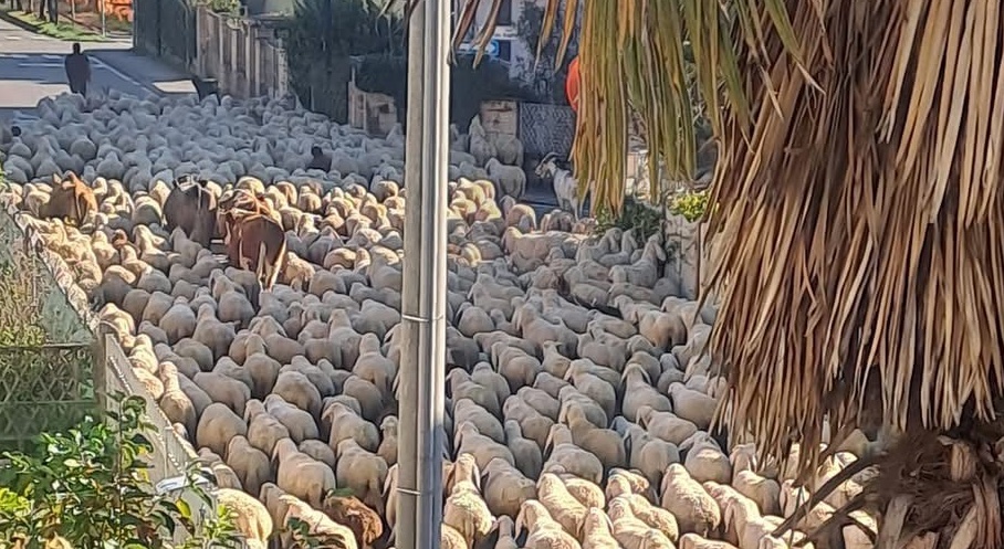 Limbiate gregge pastore