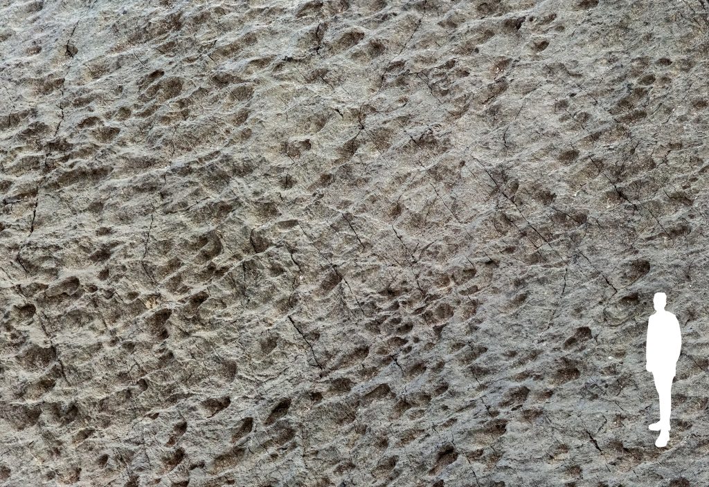 Particolare di una superficie “dinoturbata”, cioè fortemente calpestata da numerosi dinosauri.
Molte orme mostrano una direzione preferenziale, condivisa da individui che evidentemente procedevano
affiancati. Foto di Elio Della Ferrera, Arch. PaleoStelvio