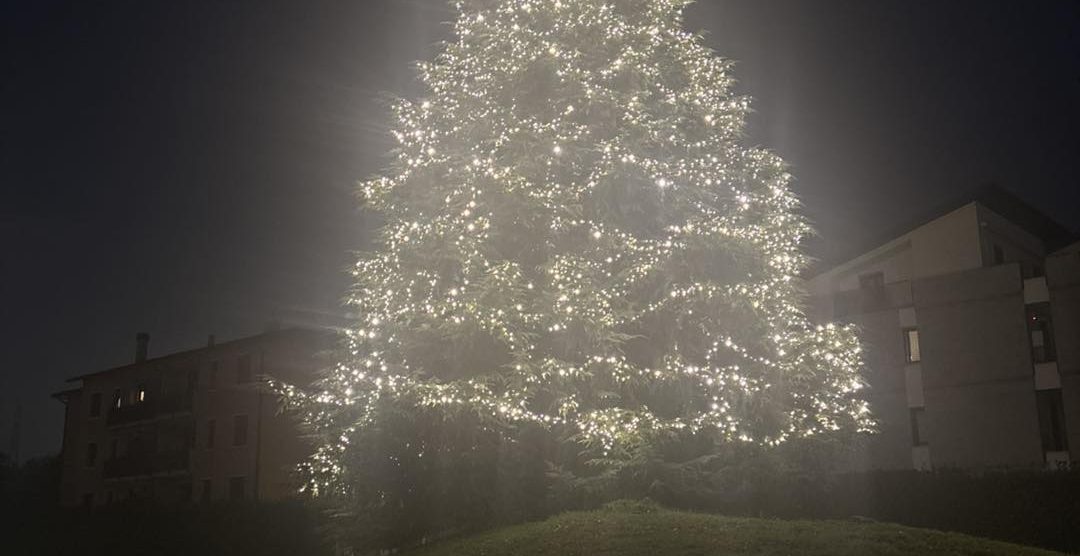 Lesmo albero Peregallo