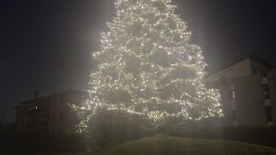 Lesmo albero Peregallo