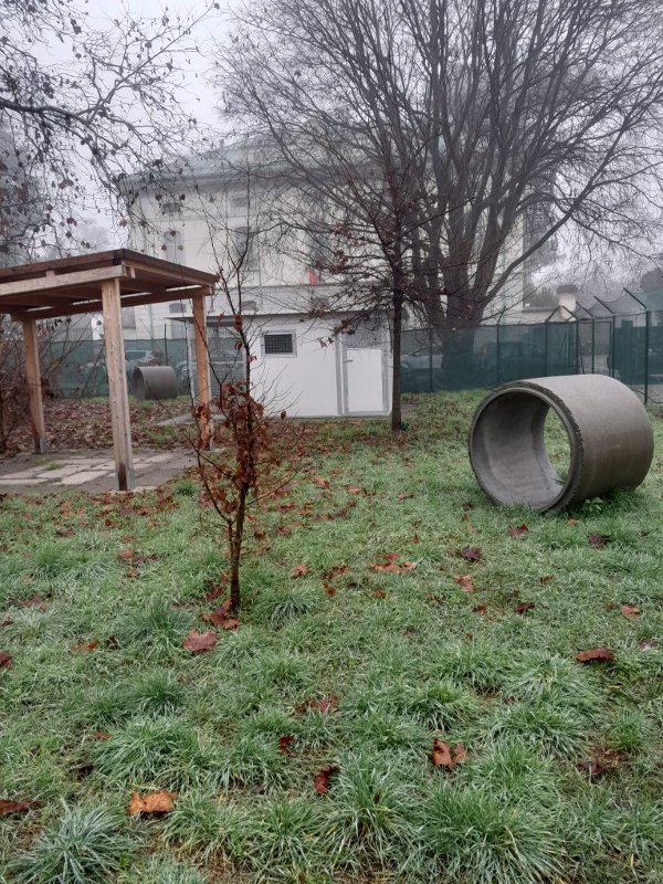 Monza 2025 Oasi felina ambiente