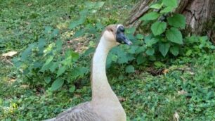 Ambrogio, l'oca cignoide del laghetto alla Villa reale di Monza