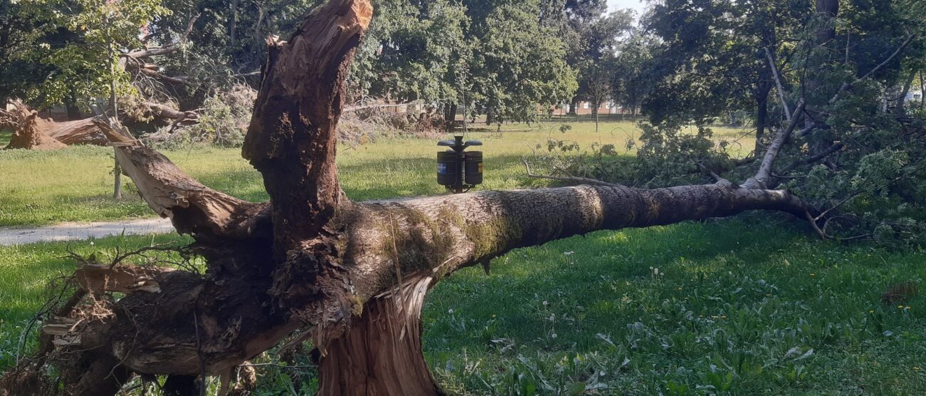 Monza Bella Jajo via Calatafimi cedro del Libano