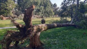 Monza Bella Jajo via Calatafimi cedro del Libano