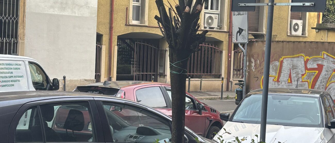 Monza albero capitozzato in via Volta