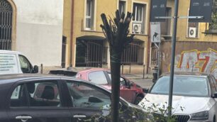 Monza albero capitozzato in via Volta