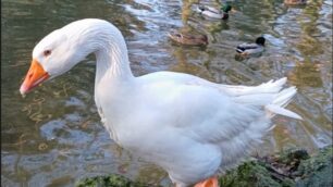 Reginaldo oca Parco Monza