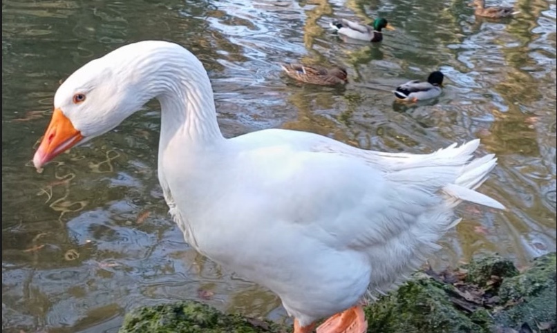 Reginaldo oca Parco Monza