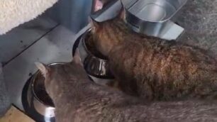 Shaker Club Cafè 2026 Le Streghe degli Animali raccolta pappe