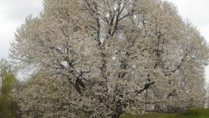 Besana in Brianza 2026 politica amministrativa ciliegio secolare fioritura