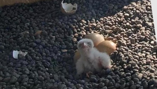 Regione pullo Giulia e Giò 2026