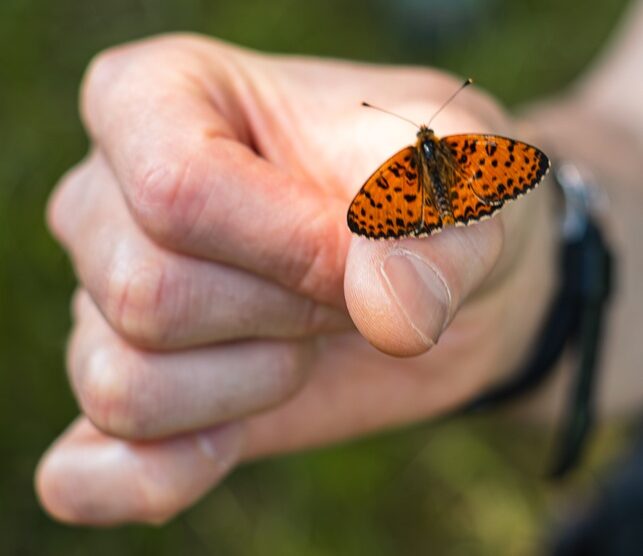 Bioblitz farfalla Varedo