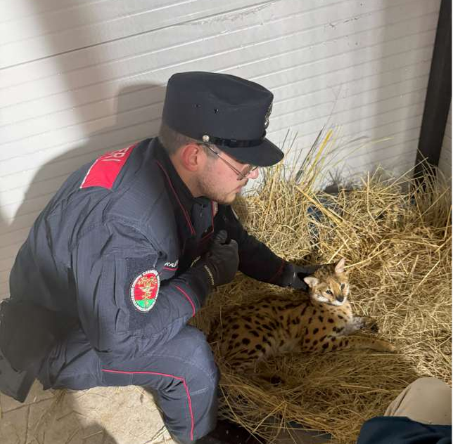 Carabinieri forestali Servalo africano