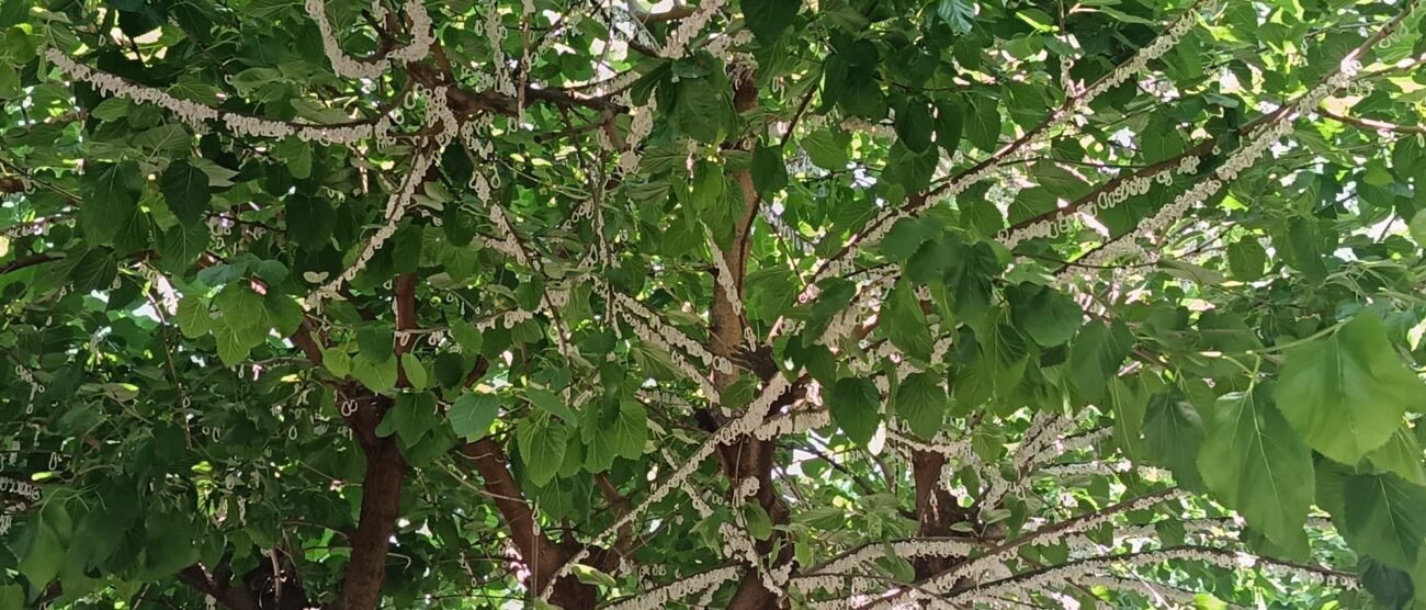 Takahashia Japonica