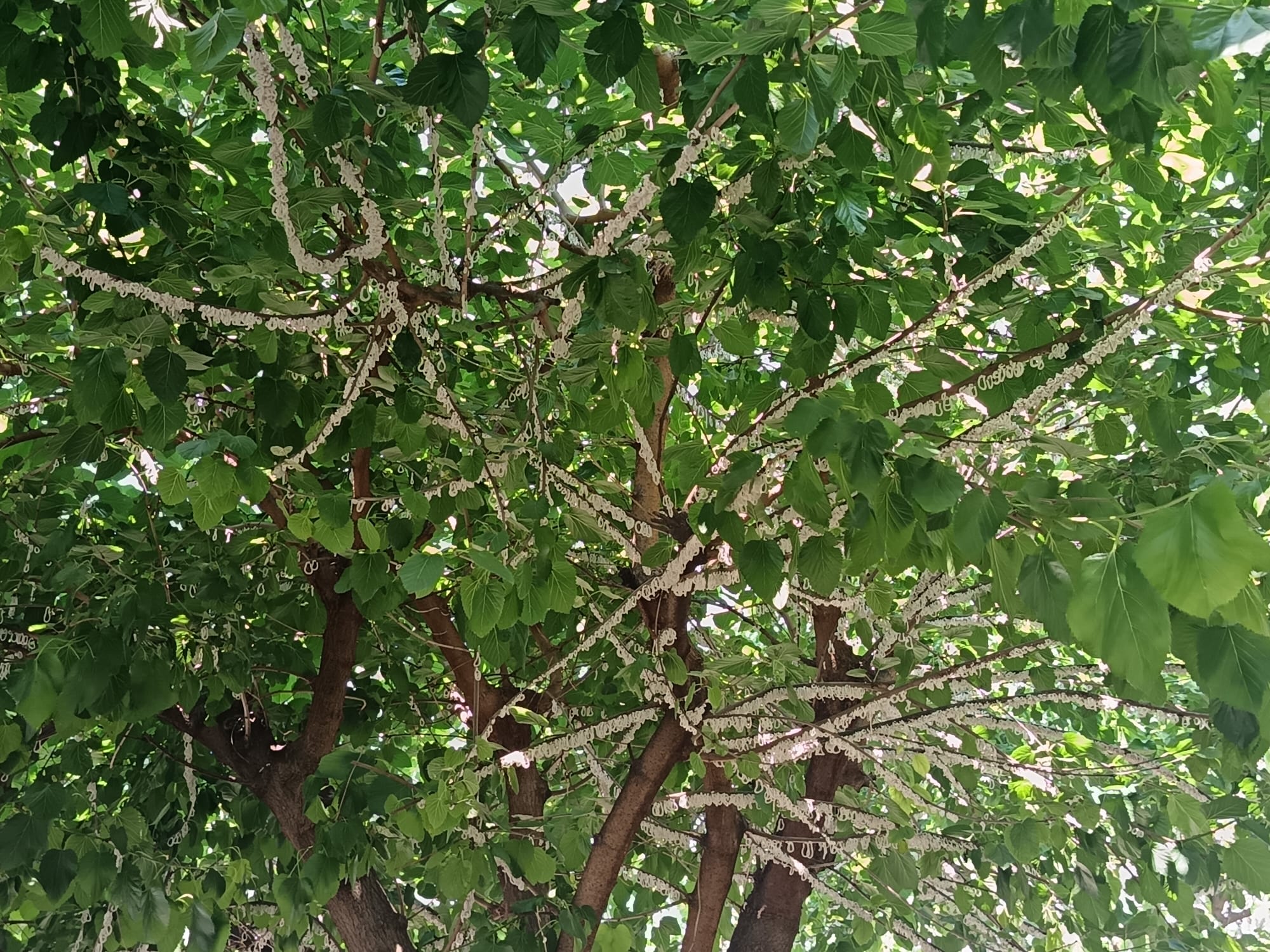 Takahashia Japonica