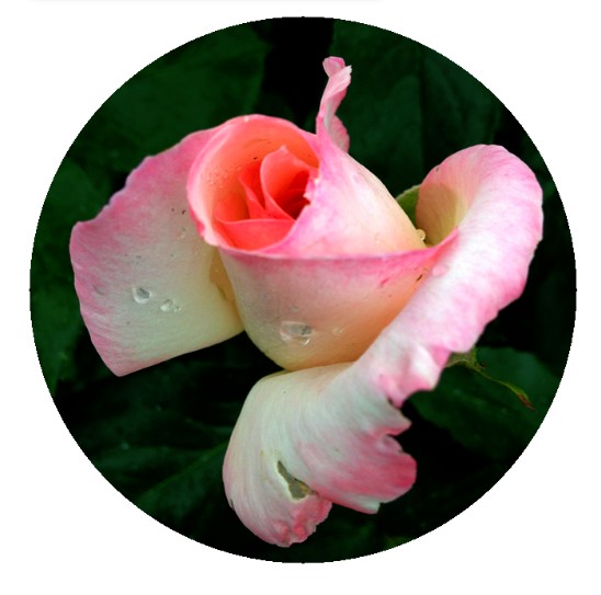 Monza roseto rosa Regina Margherita