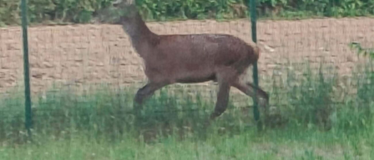 Paderno Dugnano cervo