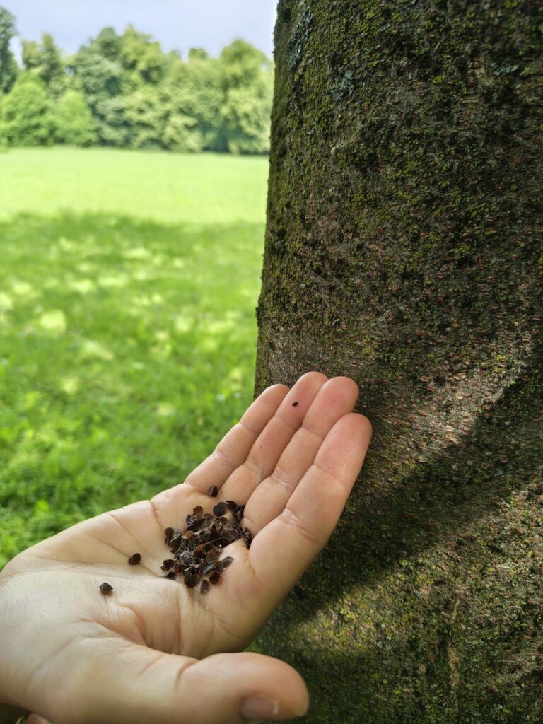 Parco di Monza Takahashia coccinelle