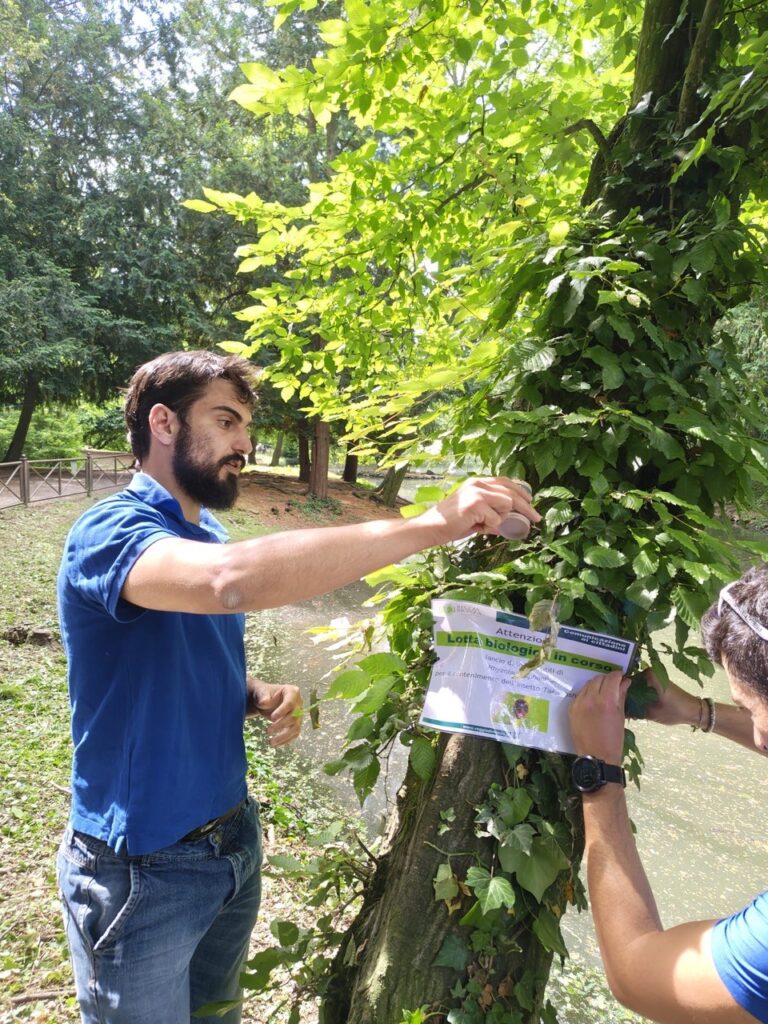 Parco di Monza Takahashia coccinelle
