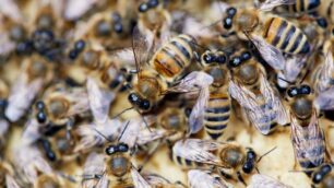Api e regina di una famiglia degli apiari di Enpa Monza e Brianza