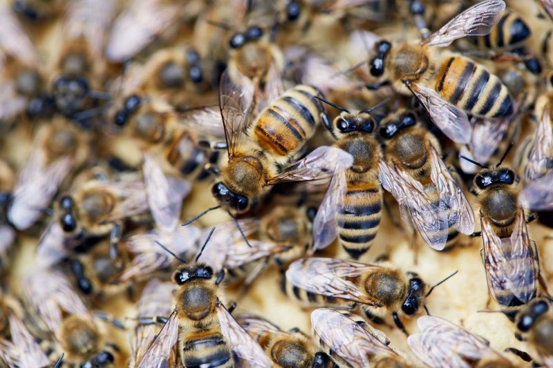 Api e regina di una famiglia degli apiari di Enpa Monza e Brianza