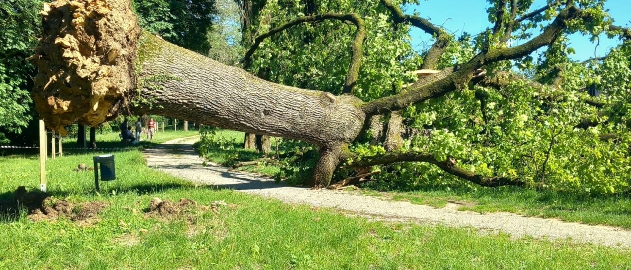 Albiate albero caduto tronco radici - foto per concessione Giorgio Faccioli