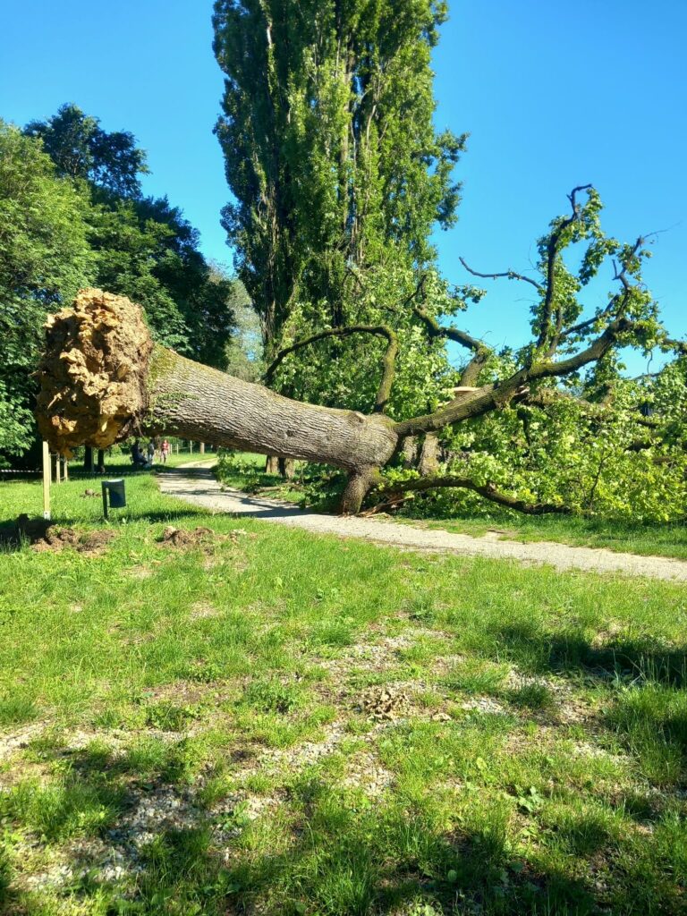 Albiate albero secolare caduto tronco radici - foto per concessione Giorgio Faccioli