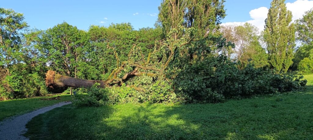 Albiate albero secolare caduto