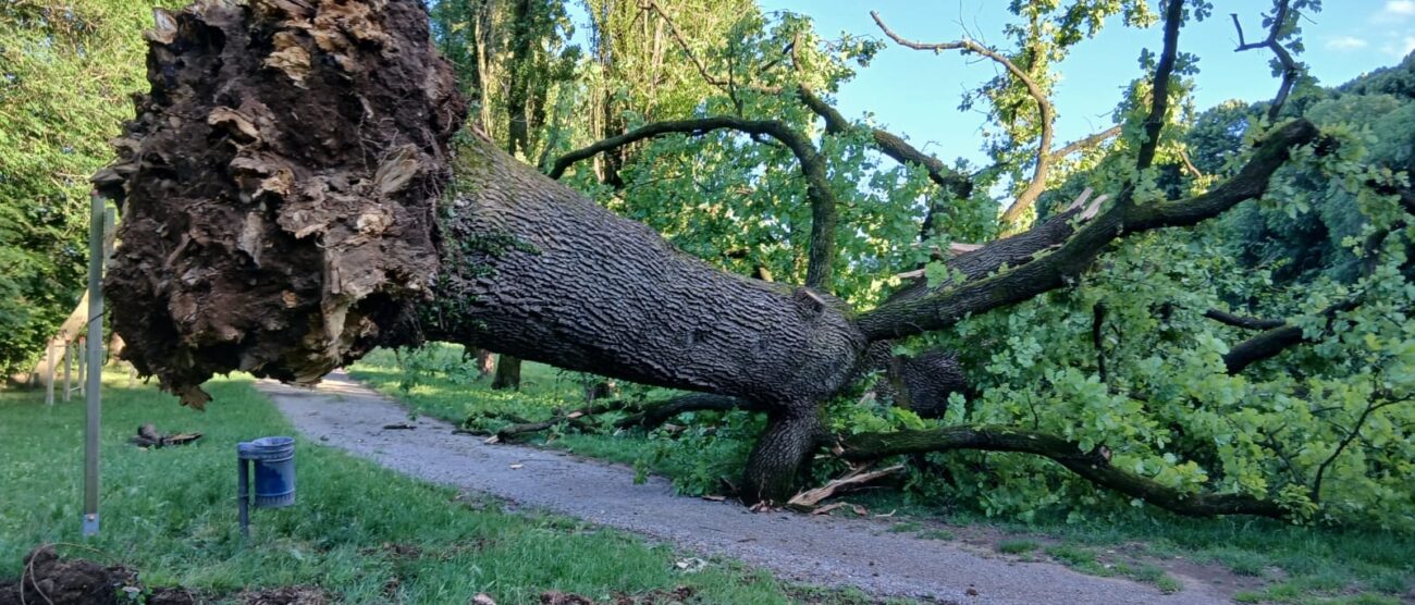 Albiate albero secolare caduto tronco radici