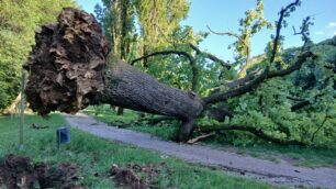 Albiate albero secolare caduto tronco radici