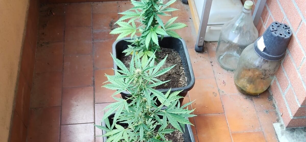 Alcune delle piantine di cannabis trovate dagli agenti di polizia locale