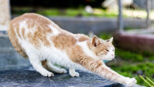 Gatto che si allunga e rilassa - foto Freepik.com