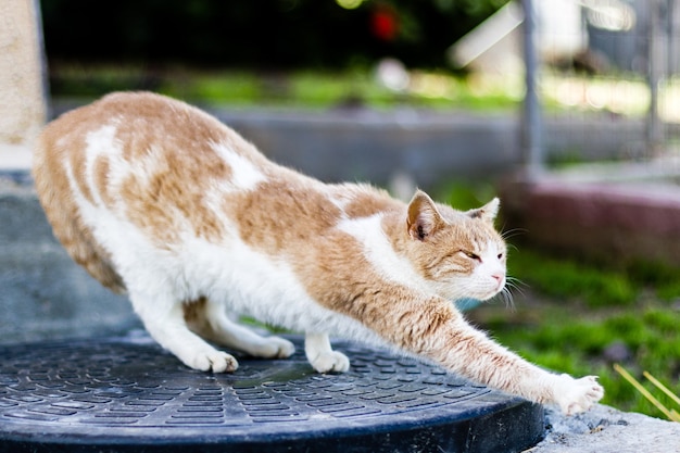 Gatto che si allunga e rilassa - foto Freepik.com