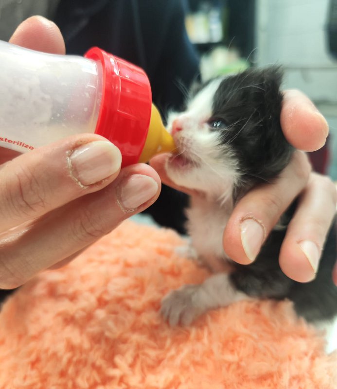 Monza Gattile Enpa Bibi-allattato a biberon