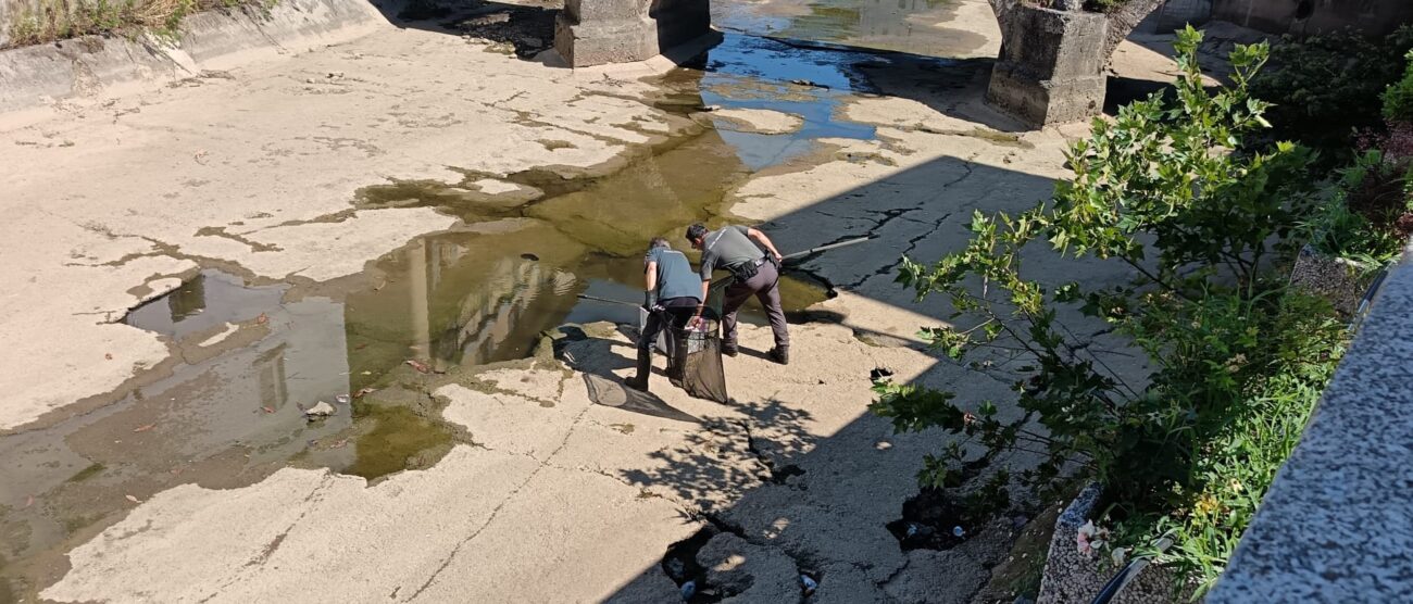 Monza Lambro recupero pesci
