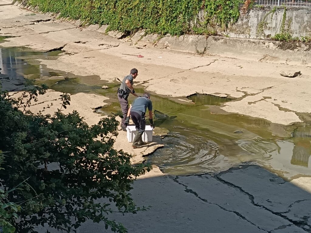 Monza Lambro secca recupero pesci