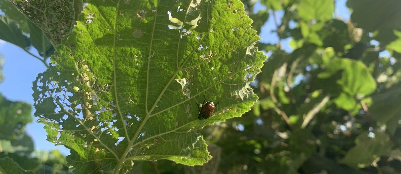 Popillia japonica