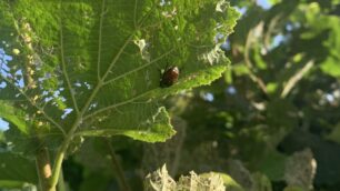 Popillia japonica