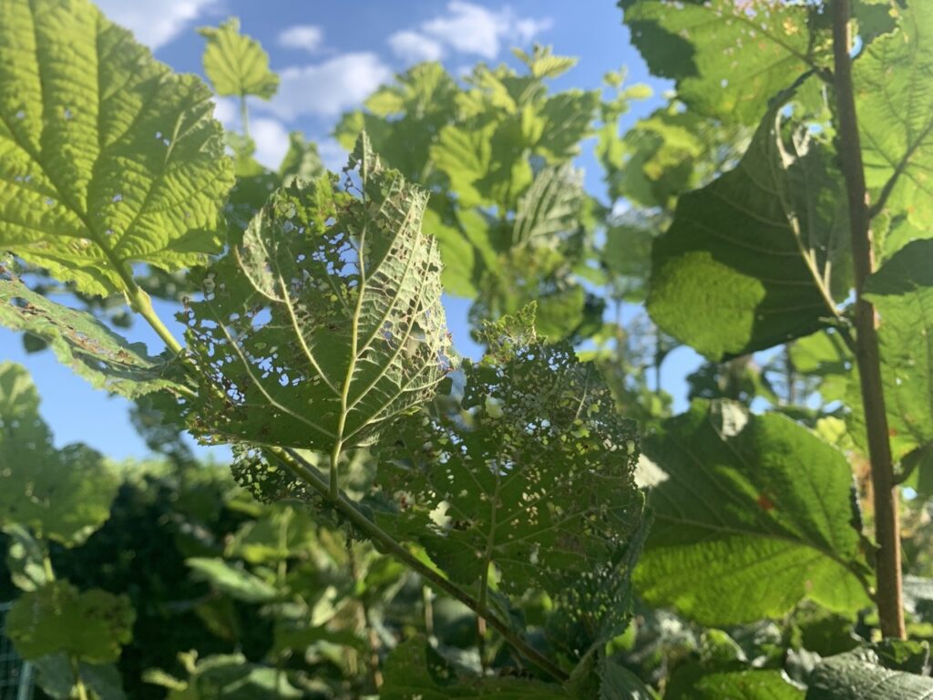 Popillia japonica foglie